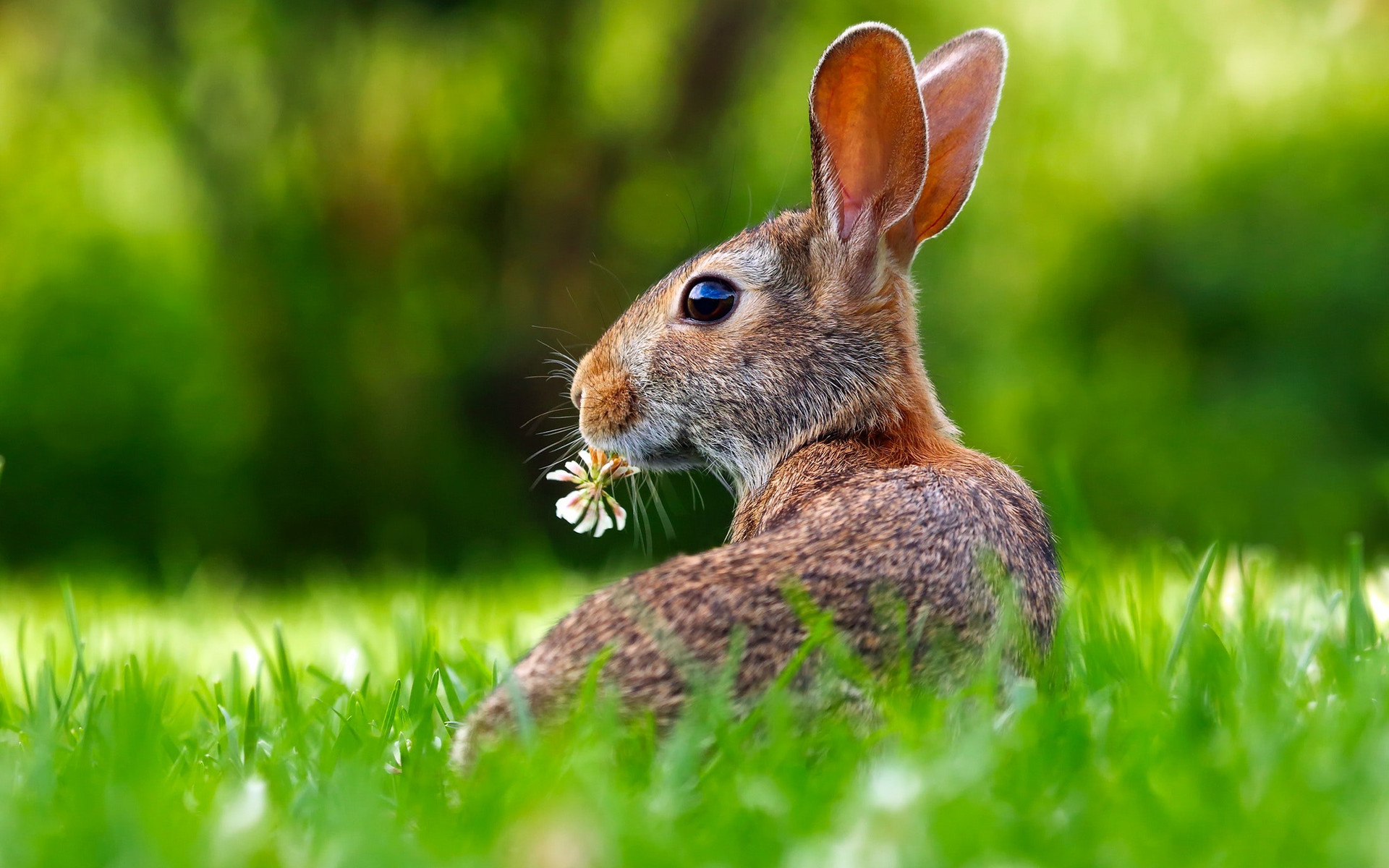 close-up-of-an-animal-eating-grass-255387.jpg