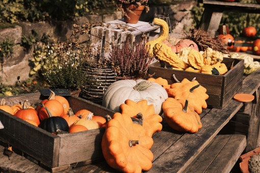 Pumpkin Festival and Autumn Break